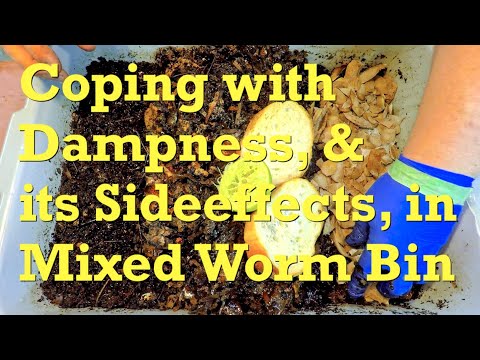 System with the mixed red worms is overly damp & too many springtails - vermicompost