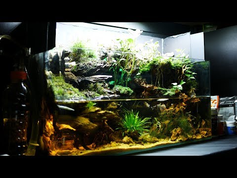 Aquaterrarium made with two waterfalls DAY 180