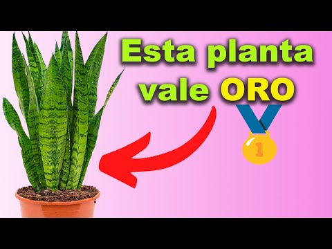This plant is pure gold in your home | Recipe for healing uses | Sansevieria or Mother-in-law's T...