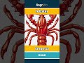 lobster - langosta video thumbnail