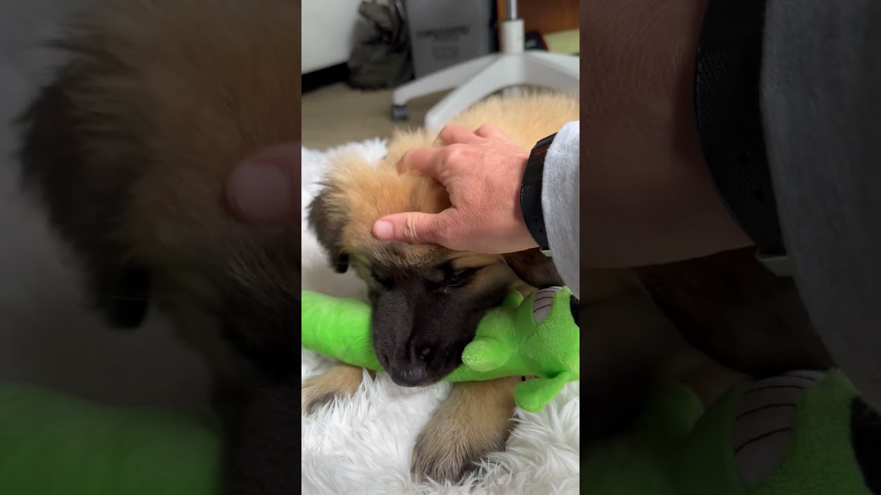 Enlarge Nala, a ADOPTABLE mixed breed in Pacifica, CA video 1/6