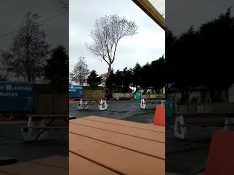 Tree Tech Arb & Forestry Services Ltd video.