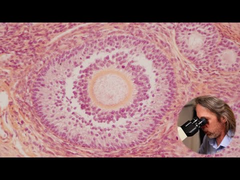 Histology of the ovary