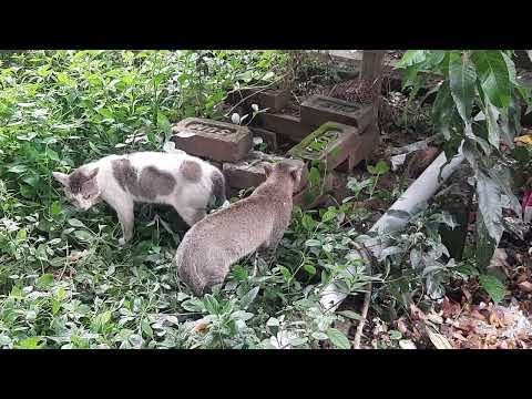 Dekho Kaise Billi baten karti hai😸😸