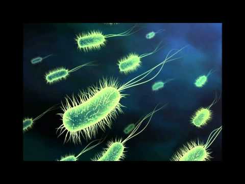 Ed Rush and Optical - Bacteria