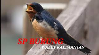 Download lagu SUARA BURUNG WALET KALIMANTAN MP3 | SP KERA SAKTI | INFO WALET  mp3