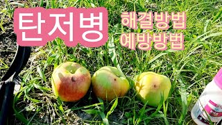 탄저병 해결방법 및 예방방법