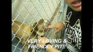 Paulding Animal Shelter Video
