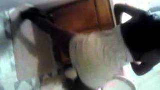 Honey bea Drop by trai&#39;d