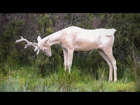 Mythical White Deer Spotted in Scotland: Real-Life Legend!