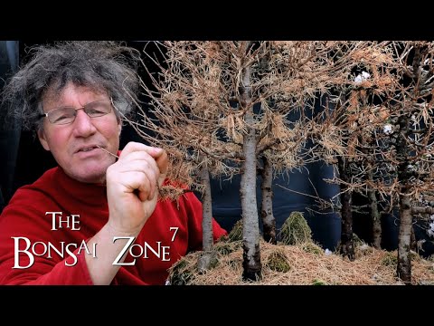 Pruning My Larch Bonsai Forest, The Bonsai Zone, Dec 2020