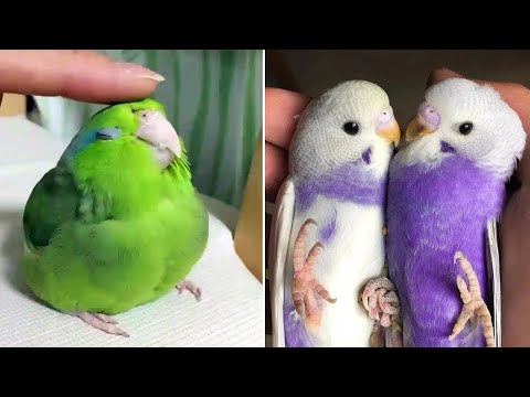 Smart And Funny Parrots Parrot Talking Videos Compilation (2024) - Cute Birds #46