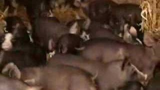 Biofuel Backlash - World