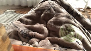 『😴』昼寝中に稀に呼吸が止まる漢を見てほしい。仰向け昼寝編