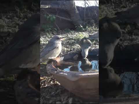 Birdday 084 Naranjeros Torcaza 1807 25