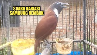 Download lagu Tepus leher putih gacor ampuh buat pancingan bunyi mp3 Download lagu Tepus leher putih gacor ampuh buat pancingan bunyi mp3