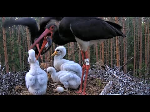 Must-toonekurg: Desperate and hungry mom eats from chicks/Отчаянная и голодная мама ест детскую еду
