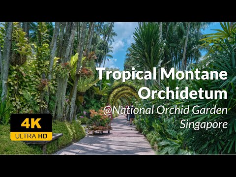 Tropical Montane Orchidetum at National Orchid Garden @NParksSG - 4K UHD 60FPS Walking Tour