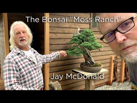 Bonsaify | How to Put Moss on Your Bonsai for Show Preparation w/ "Moss King of Marin" Jay McDonald