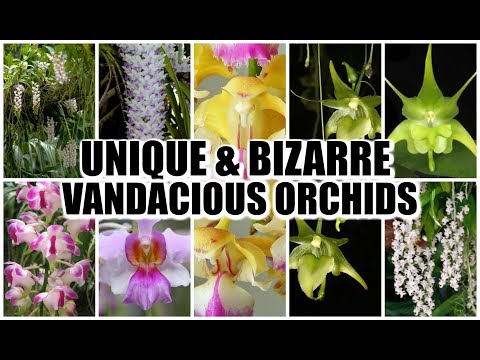 , title : 'TOP 10 MOST UNIQUE VANDACIOUS ORCHIDS'