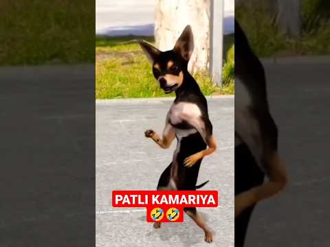 PATLI KAMARIYA 🤣 FUNNY ANIMAL VIDEO 🤣🤣 #patlikamariya #animals #funny #cat #trending