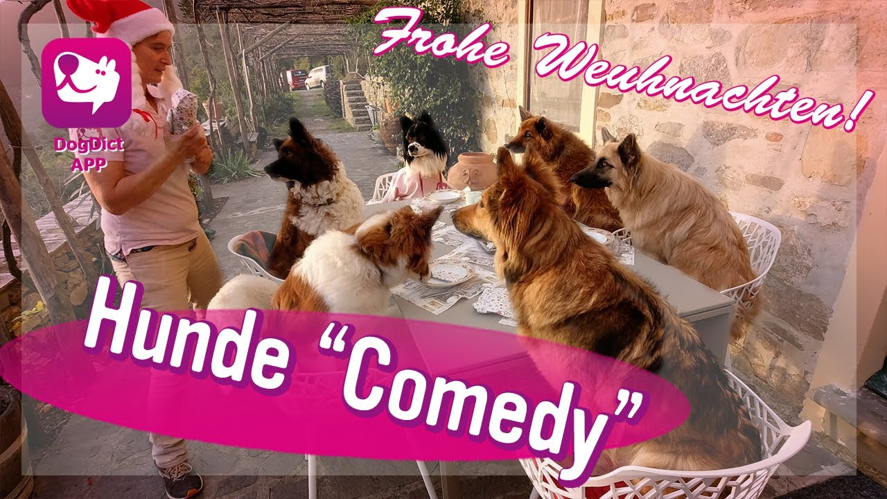 Hunde „Comedy" Frohe Weihnachten Wünscht die Hundeschule Alex Angrick, alle Hunde bekommen Geschenke