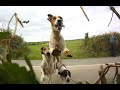 Doggy People S City County Draghunting