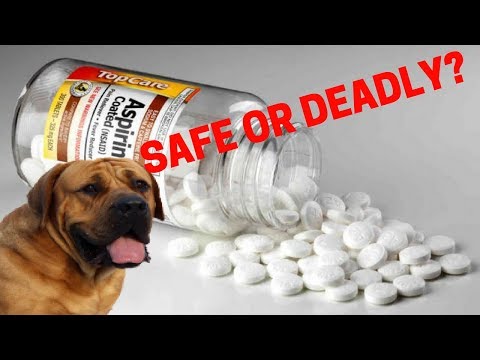 Are Human Pain Medications Safe For Dogs? Advil, Aspirin, etc.