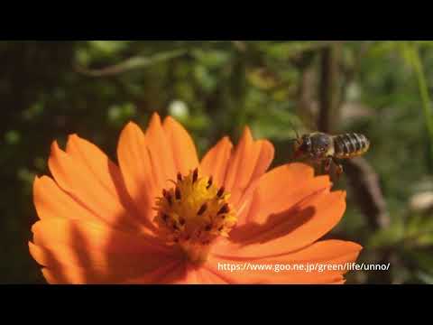 キバナコスモスにハキリバチ　66倍スローモーション