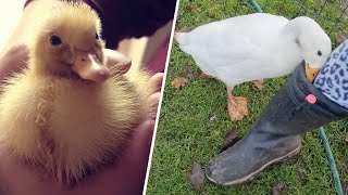 This woman saved a duck's life. Now she's obsessed with her.