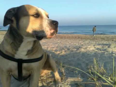 Das Leben eines Staffordshire ( kein kampfhund )