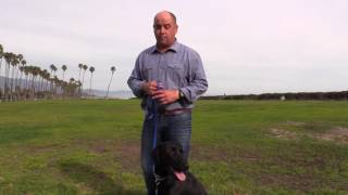 My 8 week training program - Nathan Woods, Dog Trainer