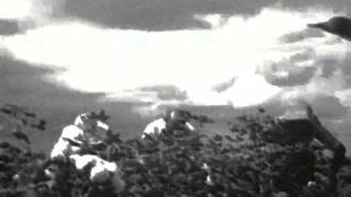 James Cotton. Cotton crop blue's 1954.