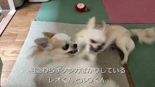 チワワのレオくんとルウくん１３～くちゲンカ～