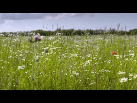 Copenhagen: Where the wild things grow (Anthony Bourdain Parts Unknown, Denmark)