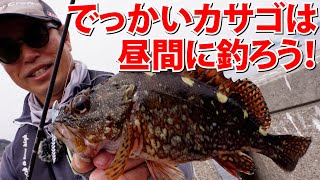 【ライトゲーム】デイゲームのキモ【カサゴ編】～広瀬達樹（ひろせ・たつき：ヒロセマン）