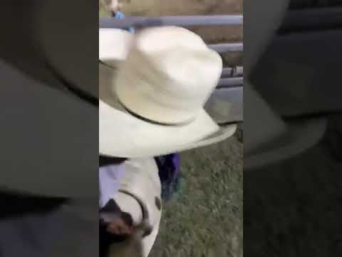 Tyson Bucking Bulls '1504 Swamp Rat'