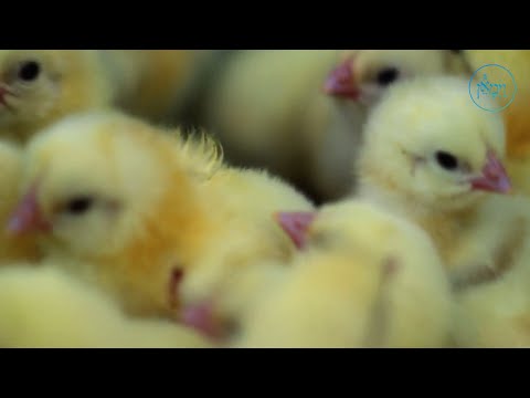 An Eagle Amongst Chickens | Rabbi Yisroel Majeski