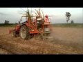 Sugar Cane Plantation Mp4