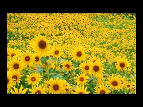 Lanul cu liniște - recită Nelu Rădoi - interpret Vili Dulă