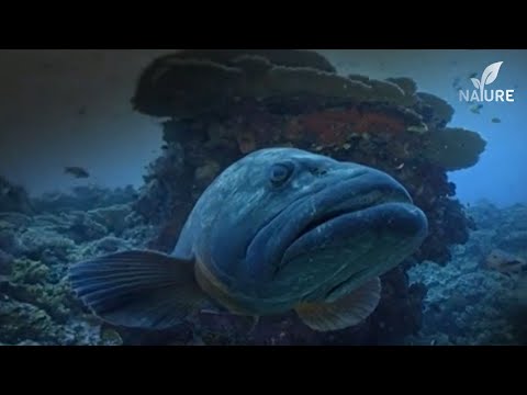 África: Maravilhas do Mundo Marinho | Ep. 1 - Os Reinos das Dunas | Documentário Animal