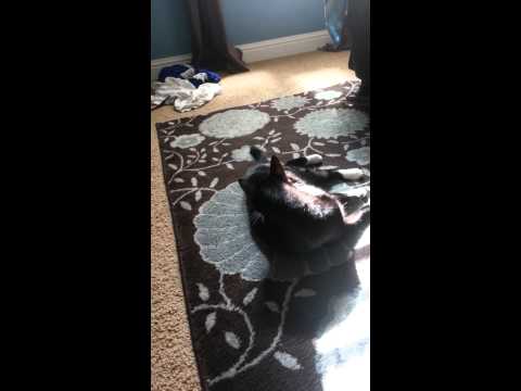 Sweet Lou the Tuxedo