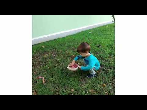 O idioma das árvores. C1 - manhã - (Sonia e Jessica)