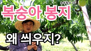 [복숭아재배] 봉지를 씌우지 않고 재배 하는 방법과 봉지를 씌우고 재배하는 방법의 차이/ 유대재배 와 무대재…