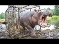 Watch These Animals Being Freed For The First Time 🥹 DEFAULT Thumbnail