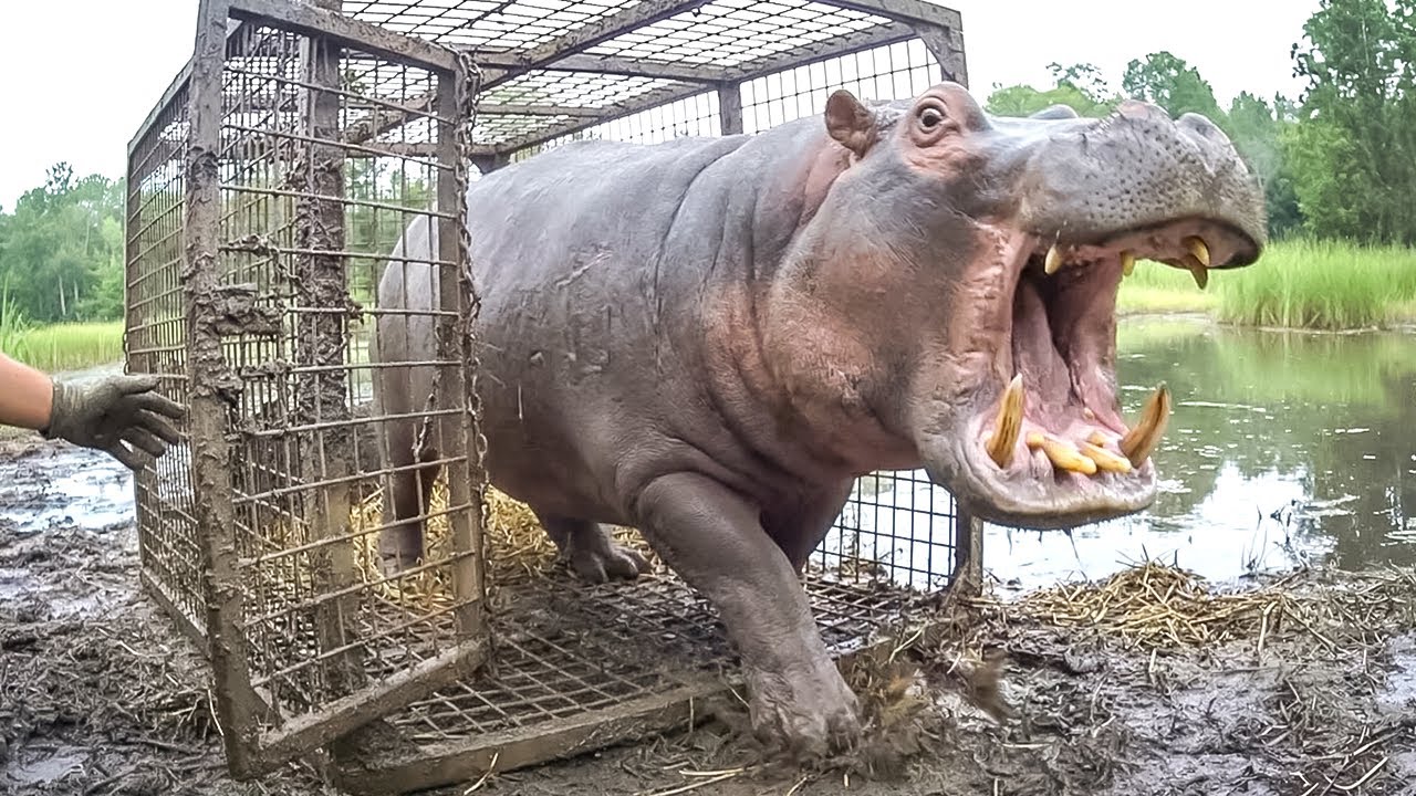 Watch These Animals Being Freed For The First Time 🥹