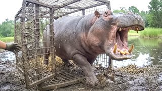 Watch These Animals Being Freed For The First Time 🥹