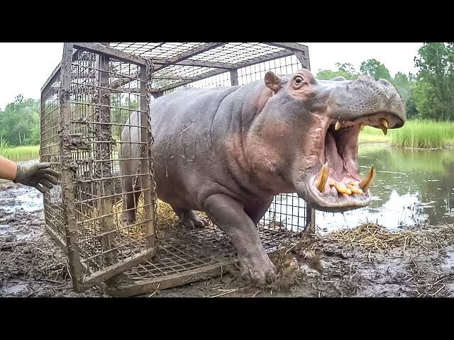 Watch These Animals Being Freed For The First Time 🥹 SDDEFAULT Thumbnail