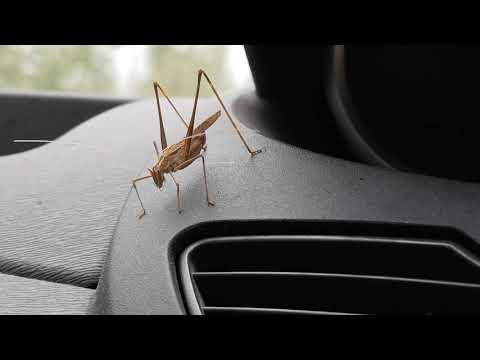 Leboukan live analogique. Matin de teuf dans la voiture.