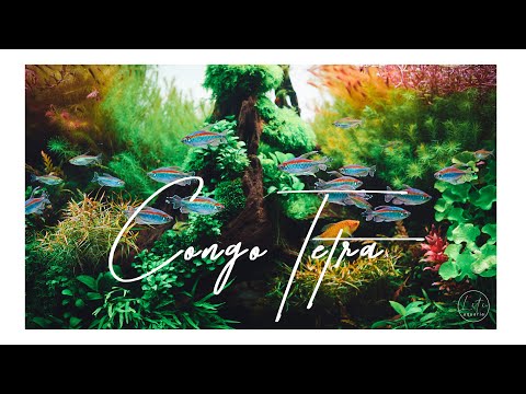Kongo tetra — Phenacogrammus interruptus 4K